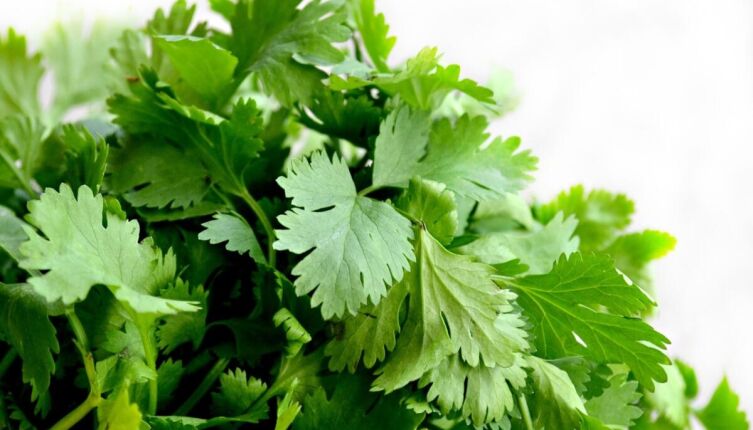 Как вырастить пряные травы?