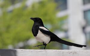 О чём писала сорока Серафима на дубовых листьях?