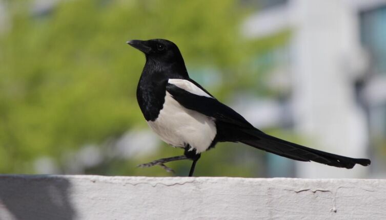 О чём писала сорока Серафима на дубовых листьях?