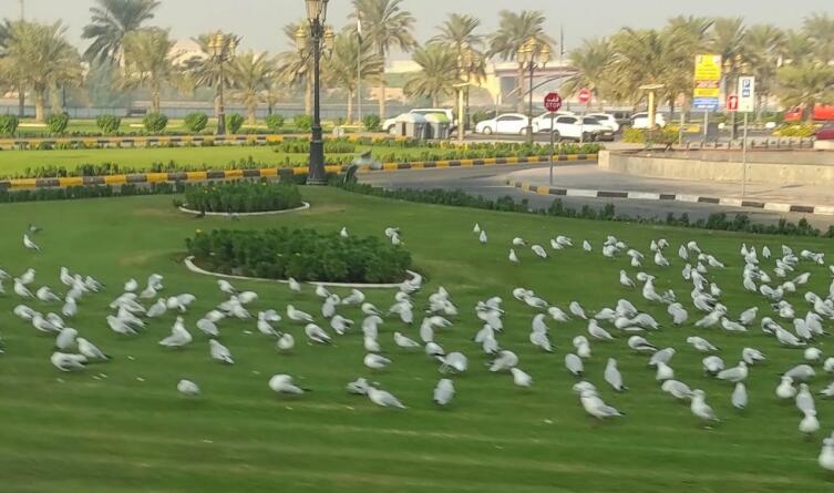 Птиц в городах ОАЭ много&hellip;