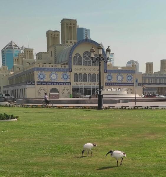 Священный ибис (Threskiornis aethiopicus) является одним из видов пеликанообразных, встречающихся в ОАЭ