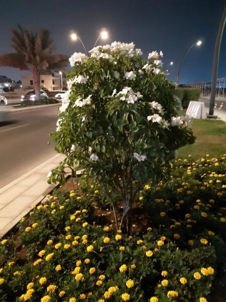 Пальмы (на дальнем плане, слева) и плюмерия на Шарджинском променаде