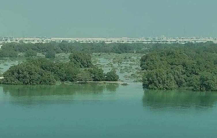 Мангровые леса, растущие вдоль Персидского залива на границе суши и моря