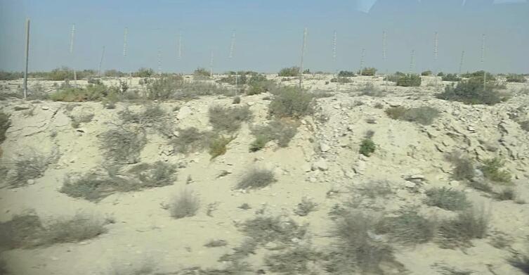 Засухоустойчивые кустарники пустыни