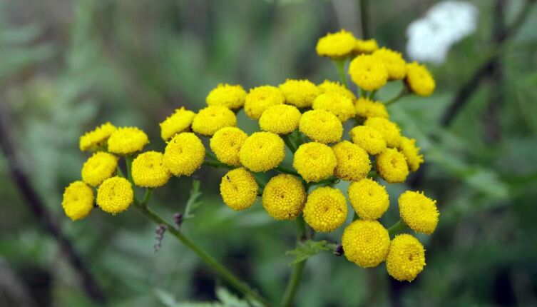 Пижма: для чего ее используют?