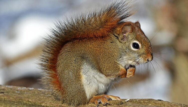 Беличий дедушка. Кто поможет пушистым соседям?