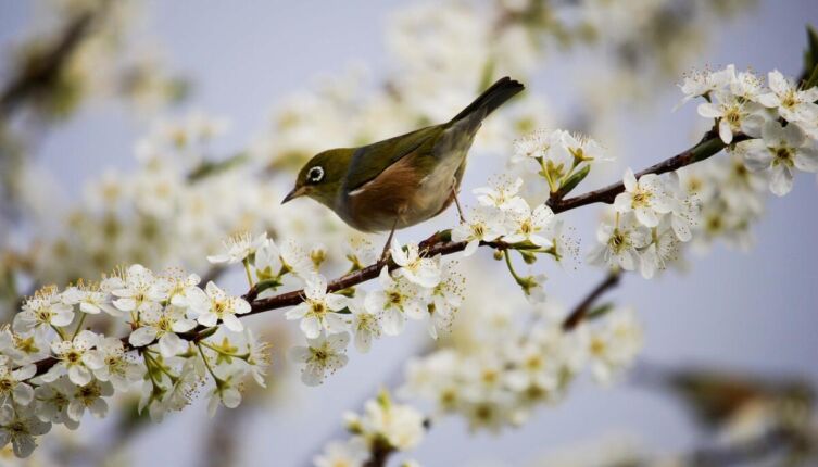 Весна: как всё просыпается?