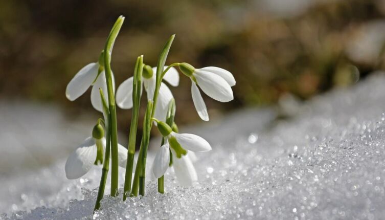 Подснежники для робота. Как встречать весну?