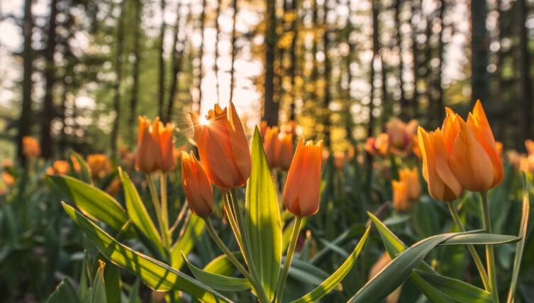 ​Как влияет весна на нашу жизнь?