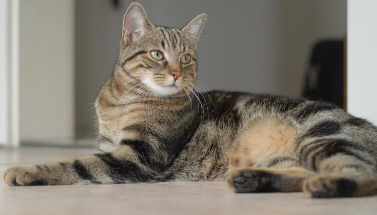 Почему в Древнем Египте кошек считали священными животными?