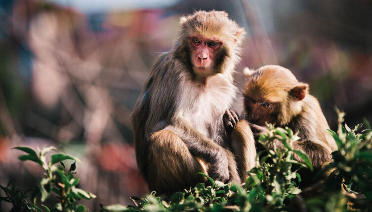 Снежные самураи. Где найти горячий источник?