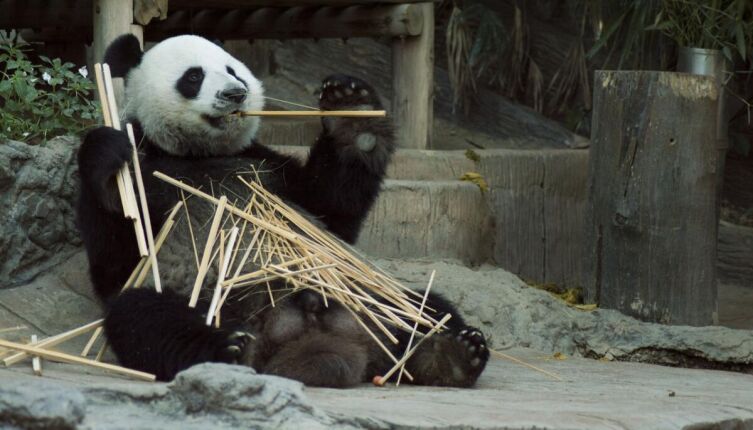 Какие блюда готовят с бамбуком?