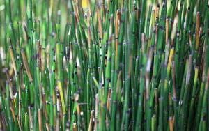 Какое растение способно поцарапать металл?