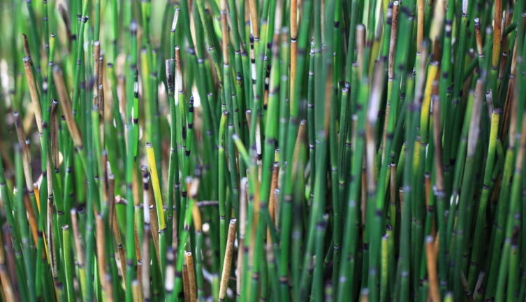 Какое растение способно поцарапать металл?