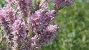 Розовое облако в вашем саду. Как ухаживать за мирикарией?