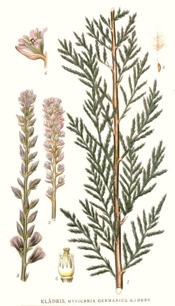 Ботаническая иллюстрация из книги К. А. М. Линдмана Bilder ur Nordens Flora, 1917&mdash;1926 гг.