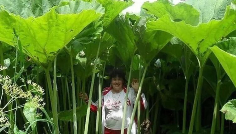 В чем причина гигантизма растений Сахалина?