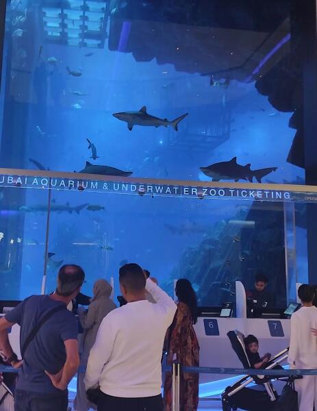 Акулы в аквариуме Дубай Молла Акулы в аквариуме Дубай Молла