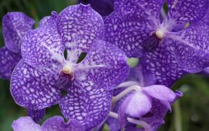 Орхидея Калипсо и нимфа Калипсо. Что их роднит?