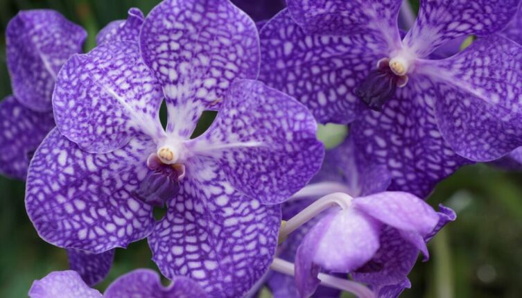 Орхидея Калипсо и нимфа Калипсо. Что их роднит?