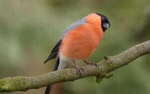 Посол лесного мира. Часть 1. Почему снегири зимуют в городе?