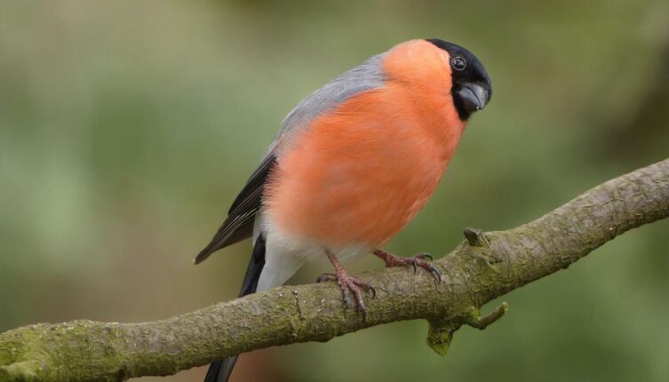 Посол лесного мира. Часть 1. Почему снегири зимуют в городе?