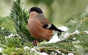 Посол лесного мира. Часть 2. Кто подружит миры?