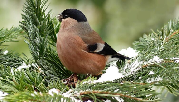 Посол лесного мира. Часть 2. Кто подружит миры?