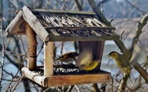 Птичий  ресторан. Кто поможет пернатым  соседям?