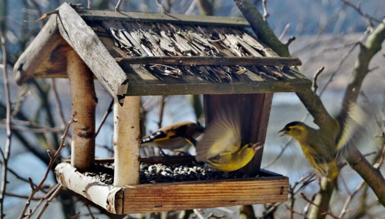 Птичий ресторан. Кто поможет пернатым соседям?