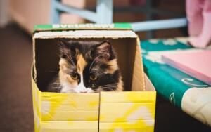 Кошки и коробки. В чем секрет любви?