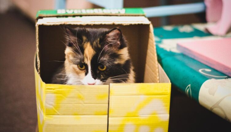 Кошки и коробки. В чем секрет любви?