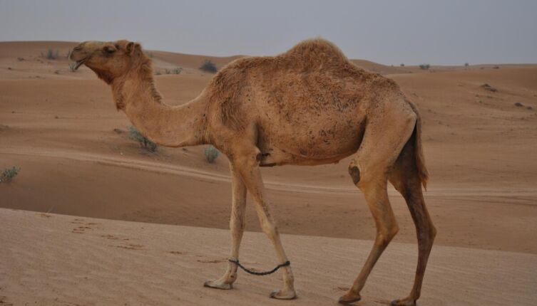 Чем Объединенные Арабские Эмираты удивляют заезжего туриста?