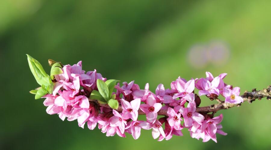 Чем опасен весенний лес?