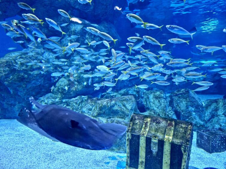 Как ищут подводные клады?