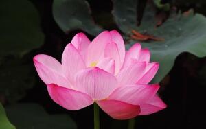 Названия цветов. Чем интересны легенды об их происхождении?