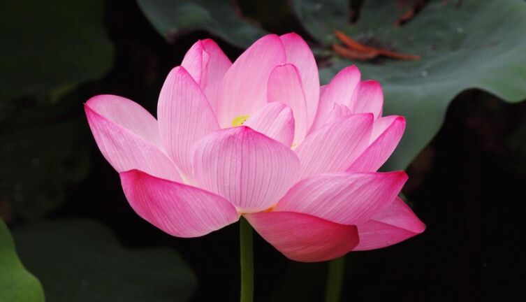 Названия цветов. Чем интересны легенды об их происхождении?