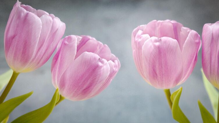 Названия цветов. Чем интересны легенды об их происхождении?