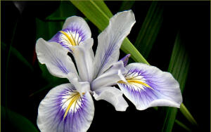 Названия цветов. Чем интересны легенды об их происхождении?