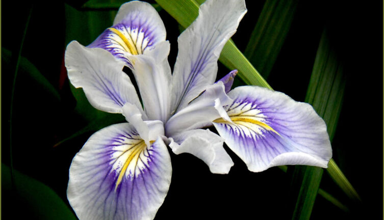 Названия цветов. Чем интересны легенды об их происхождении?