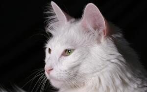 Кулинарный интерфейс для кота. Часть 1. Кто кем управляет?