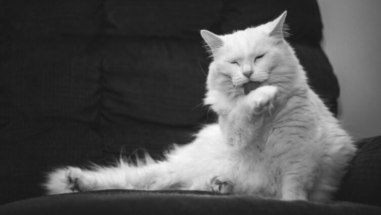 Кулинарный интерфейс для кота. Часть 2. Как выиграть кулинарную битву?