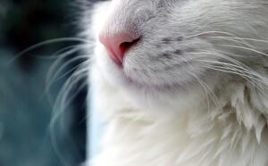 Кулинарная революция по-кошачьи. Часть 1. Как живётся в тени пушистого гения?