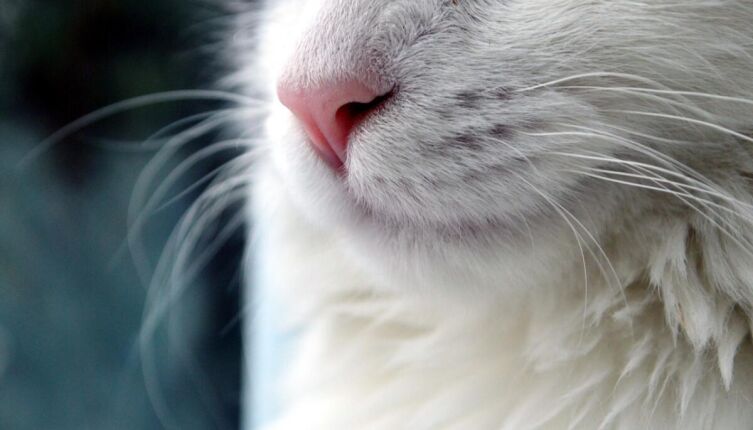 Кулинарная революция по-кошачьи. Часть 1. Как живётся в тени пушистого гения?