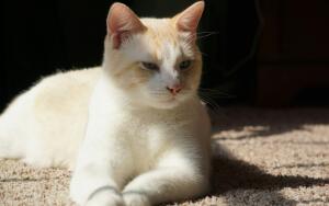 Кулинарная революция по-кошачьи. Часть 2. Кто вернет классику?