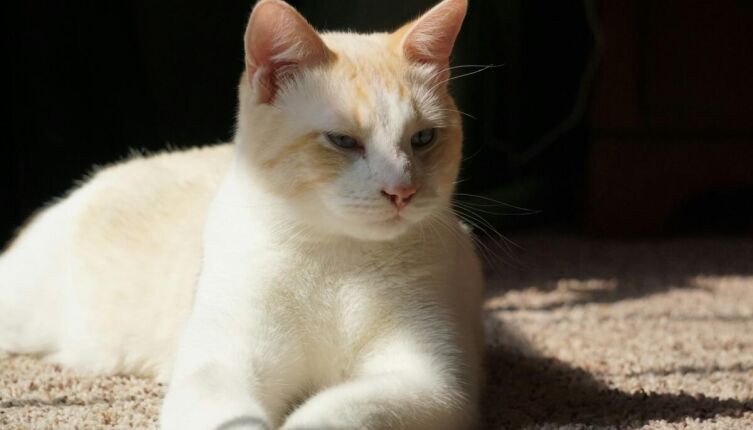 Кулинарная революция по-кошачьи. Часть 2. Кто вернет классику?