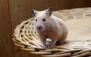 Домик для мышонка. Кто накормит бездомных?