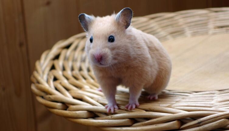 Домик для мышонка. Кто накормит бездомных?