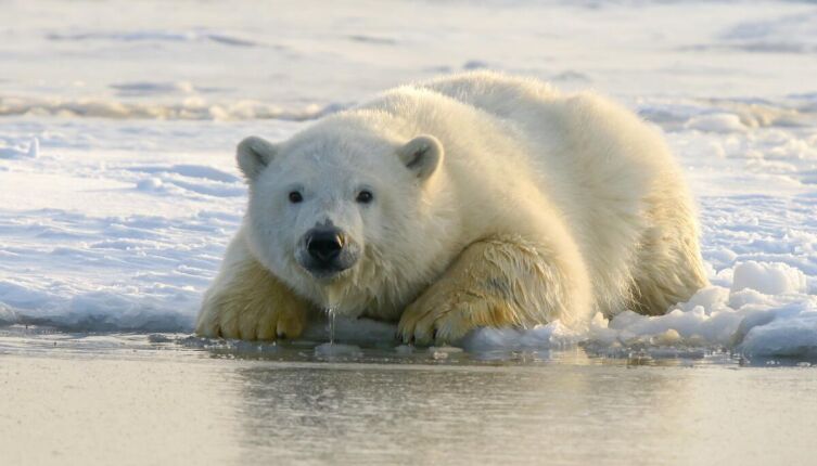 Охота на пингвина. Часть 1. Куда отправился медвежонок?