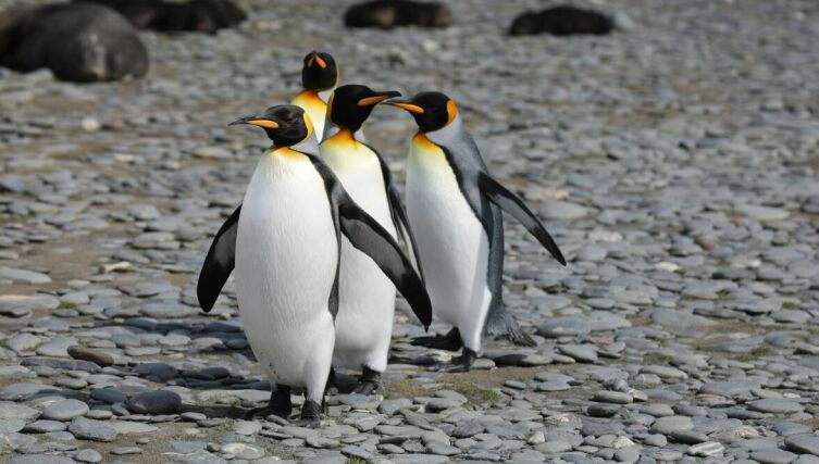 Охота на пингвина. Часть 2. Что лучше &mdash; съесть или подружиться?